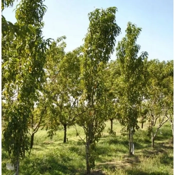 BRZOSKWINIA HARNAŚ kolumnowa - sadzonki 120 / 140 cm